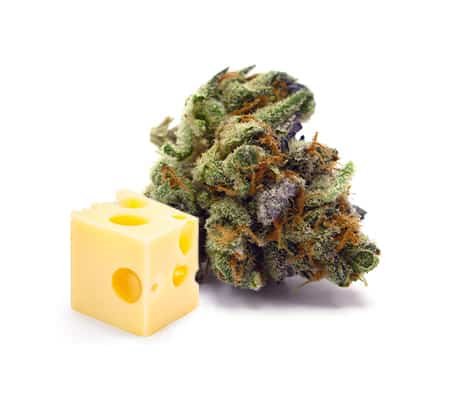 Buy Purple Cheese Cannabis Strain Online – Rare & Potent